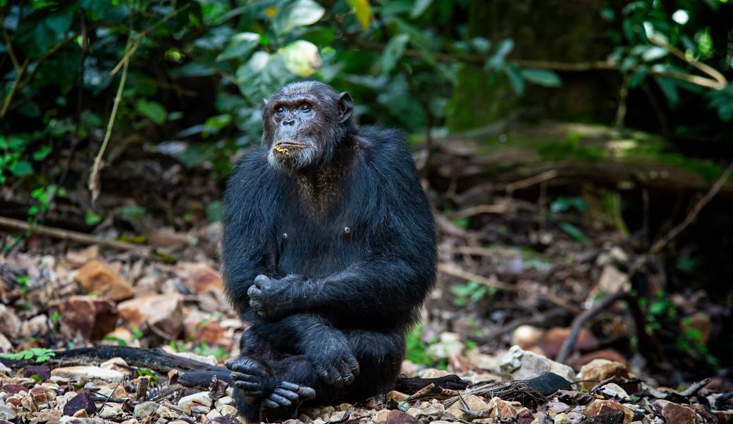 Gombe National Park